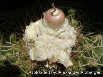 Discocactus hartmannii