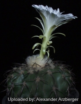 Discocactus insignis