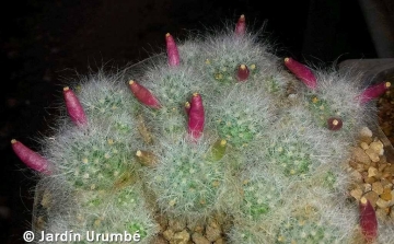 Mammillaria glassii