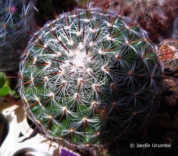 Mammillaria deherdtiana var. dodsonii
