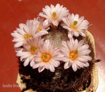 Mammillaria lenta
