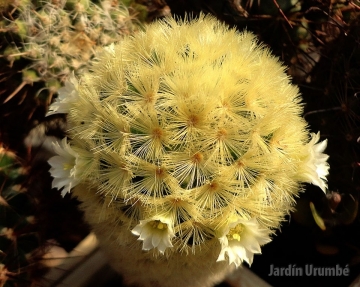 Mammillaria carmenae