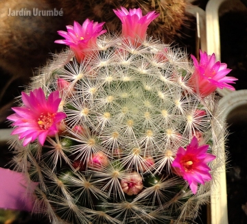 Mammillaria laui subs. dasyacantha