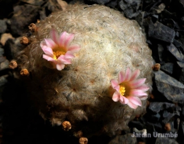 Mammillaria plumosa var. roseiflora