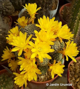 Sulcorebutia langeri