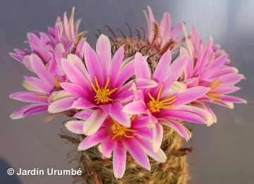 Mammillaria insularis