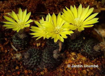 Frailea atrobella