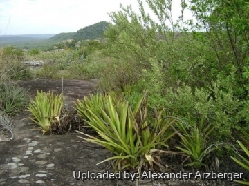 Aechmea distichantha