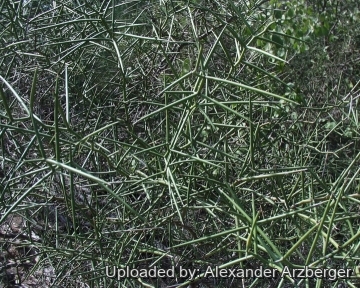 Prosopis kuntzei