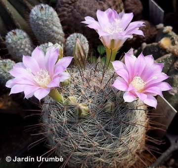 Mammillaria longiflora
