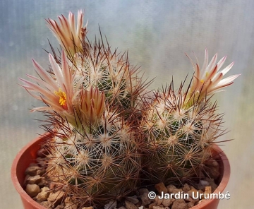 Escobaria emskoetteriana