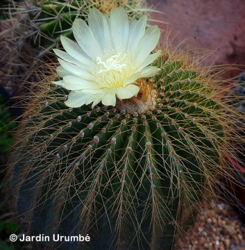 Parodia schumanniana
