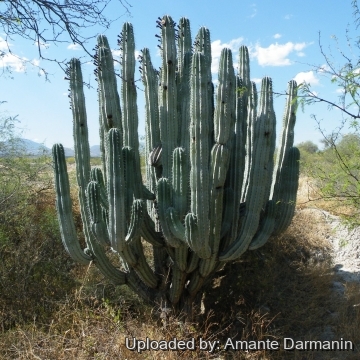 Pachycereus weberi