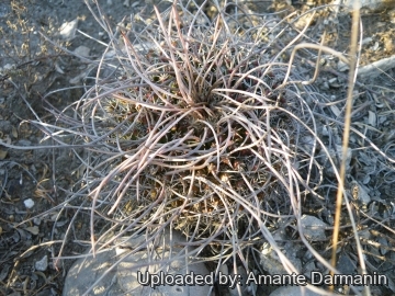 Mammillaria mystax