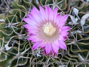 Stenocactus anfractuosus