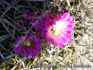 Stenocactus anfractuosus