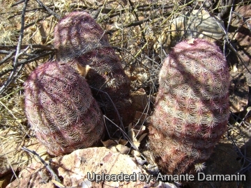 Echinocereus pectinatus