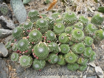 Mammillaria polyedra
