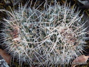 Mammillaria karwinskiana subs. nejapensis