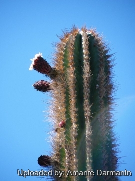 Pachycereus pecten-aboriginum