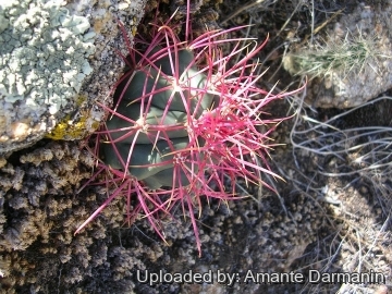 Ferocactus cylindraceus