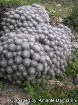 Mammillaria geminispina