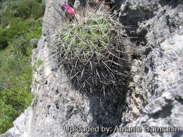 Turbinicarpus horripilus