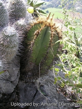 Astrophytum ornatum
