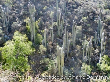 Cephalocereus senilis