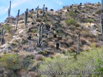 Cephalocereus senilis