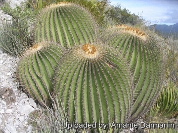 Echinocactus platyacanthus