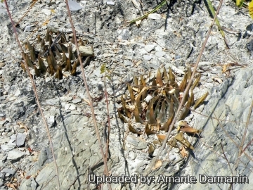 Ariocarpus elongatus