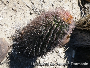 Ferocactus peninsulae subs. viscainensis
