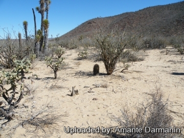 Ferocactus peninsulae subs. viscainensis