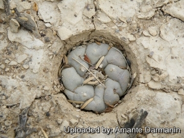 Lophophora williamsii