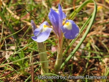 Moraea sisyrinchium