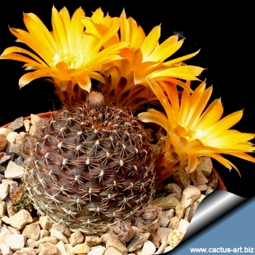 Rebutia einsteinii subs. aureiflora