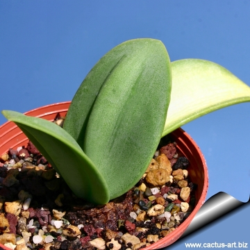 Rauhia peruviana