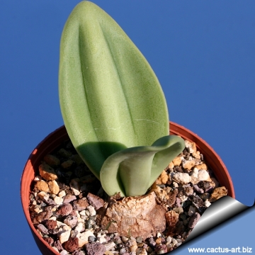 Rauhia peruviana