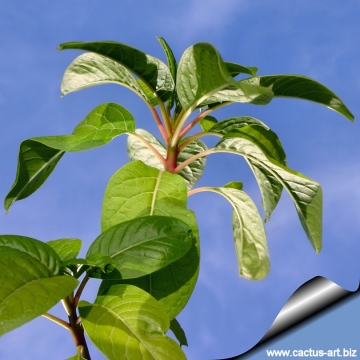 Phytolacca dioica