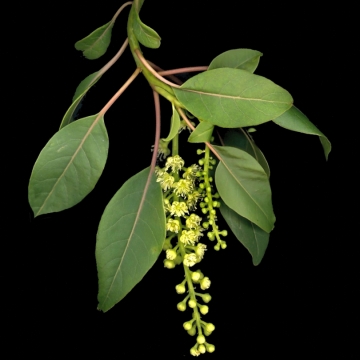 Phytolacca dioica