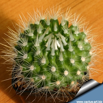 Parodia penicillata