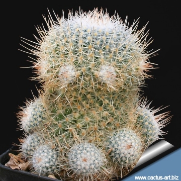 Mammillaria geminispina