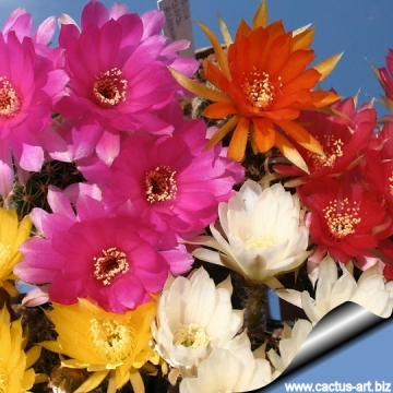 Echinopsis ancistrophora subs. arachnacantha