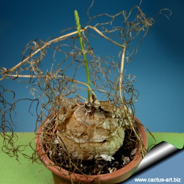 Bowiea volubilis
