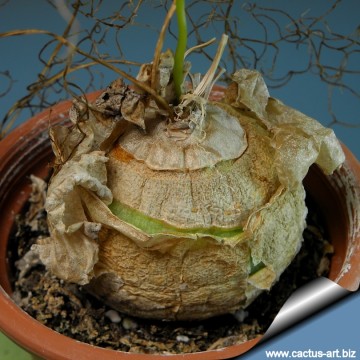 Bowiea volubilis
