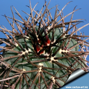 Gymnocalycium cardenasianum cv. Japanese Selection