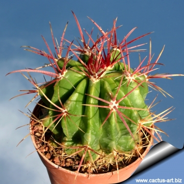 Ferocactus pringlei