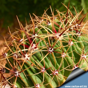 Ferocactus histrix f. cristata