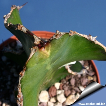 Euphorbia halipedicola